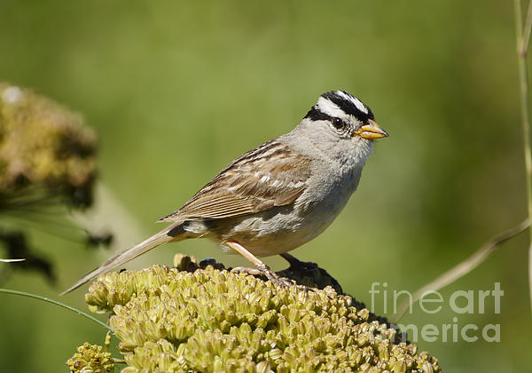 Marv Vandehey - White-Crowned Sparrow