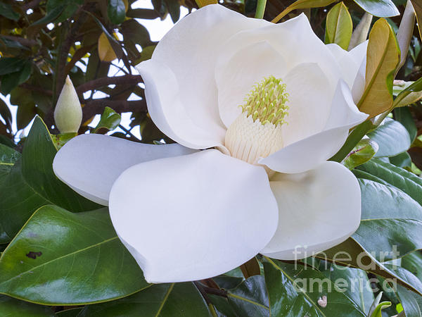 https://images.fineartamerica.com/images-medium-5/white-flower-of-magnolia-sp-tree-leaves-closeup-stephan-pietzko.jpg