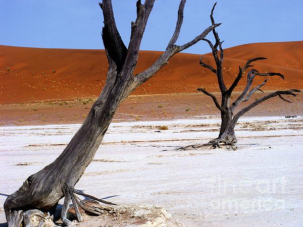 Noa Yerushalmi - Wild Dead Vlei 