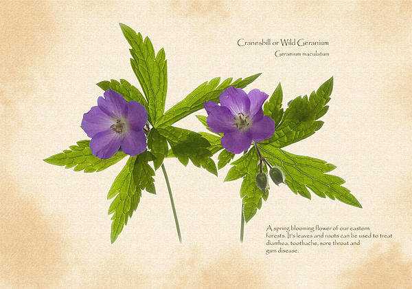 Gerald DeBoer - Wild Geranium Botanical Study