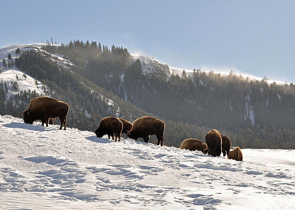 Bison Art