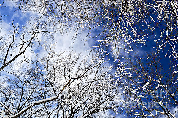 Elena Elisseeva - Winter trees and blue sky 2