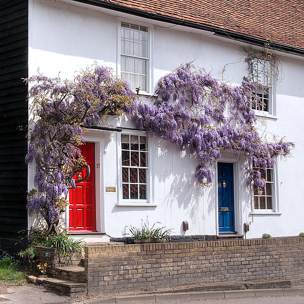 Purple Wisteria Flowers Jigsaw Puzzle by Gill Billington - Fine Art America