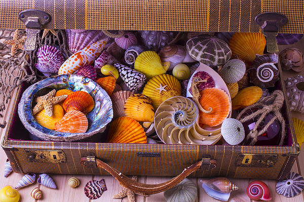 Basket Full Of Beautiful Seashells Photograph by Garry Gay - Fine