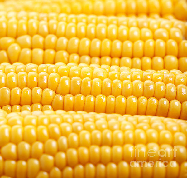 Corn vector. Corn doodle pattern wallpaper. Corn on white background.  8783740 Vector Art at Vecteezy