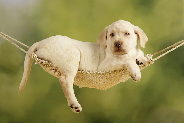 https://images.fineartamerica.com/images-medium-5/yellow-lab-puppy-john-daniels.jpg