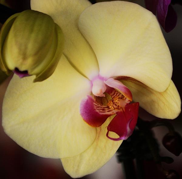 Marcus Dagan - Yellow Orchid In Bermuda
