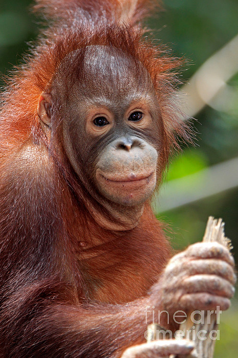 Young Orangutan Onesie by Sohns Okapia Pixels