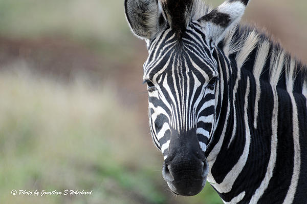 Jonathan Whichard - Zebra Portrait