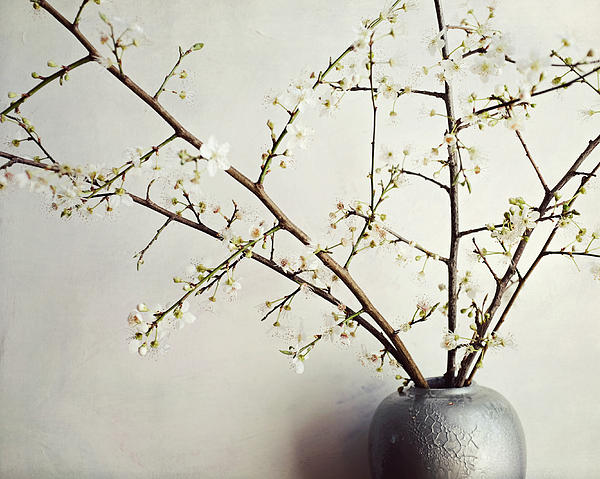 Lupen Grainne - Zen Bouquet