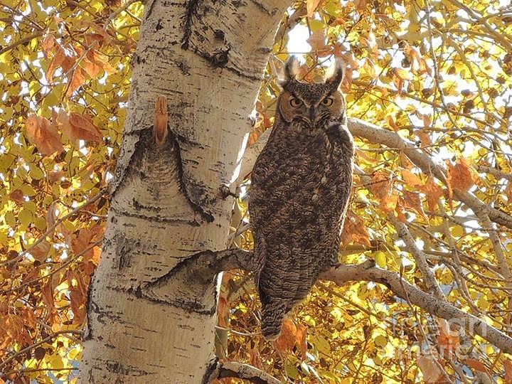 Post Cards Photograph -              Owl by R A W M  