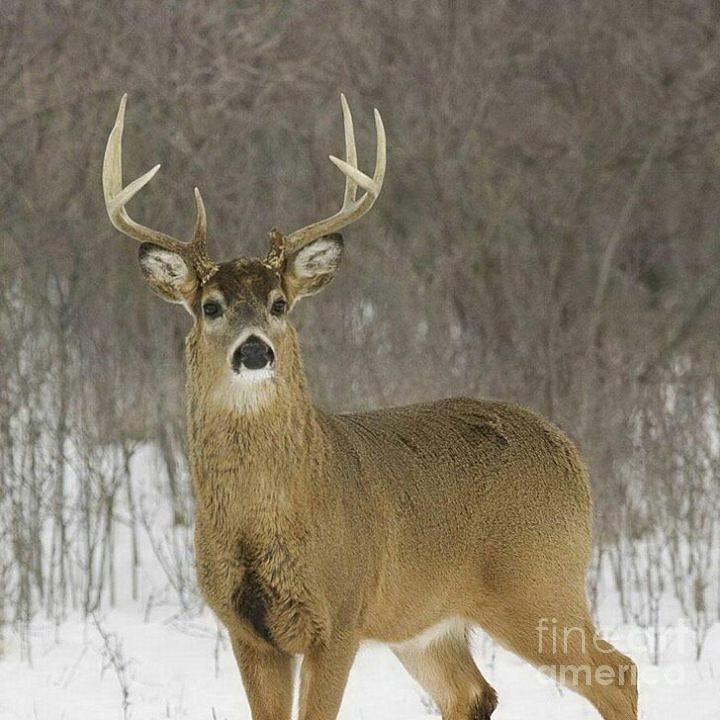          8 Point Buck Photograph by R A W M  