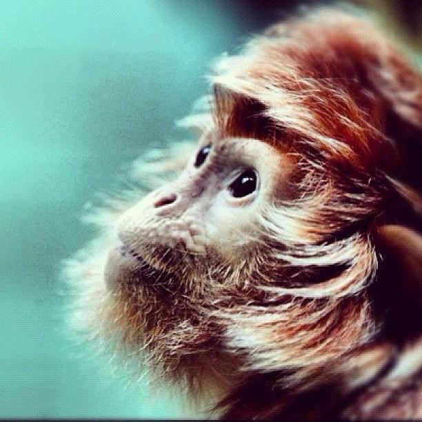 Ape Photograph - О этот взгляд #monkey #apes by Levshinamarlen LEVSHINA