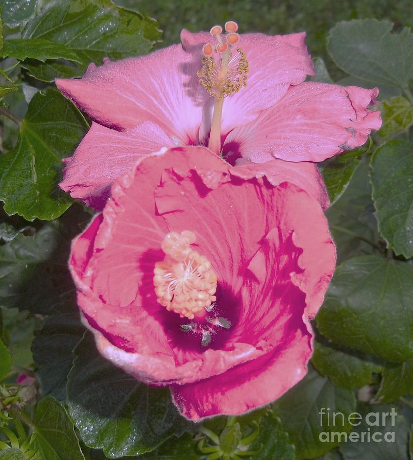           New Hibiscus Photograph by Trudy Brodkin Storace