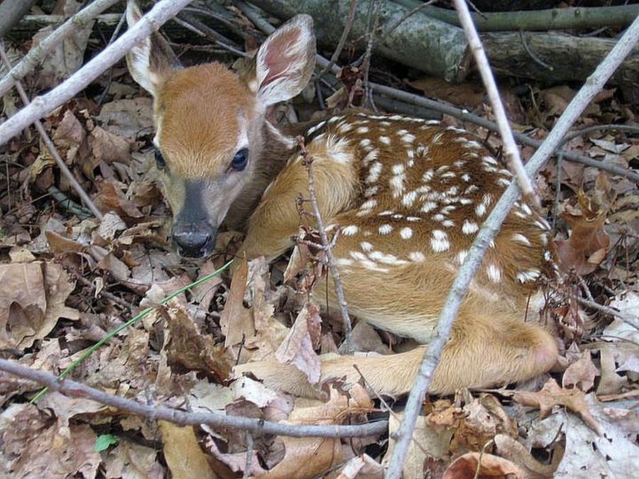 Bambi Is Born Photograph by R A W M - Fine Art America