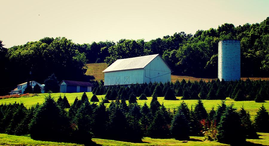 Christmas Tree Farm Photograph