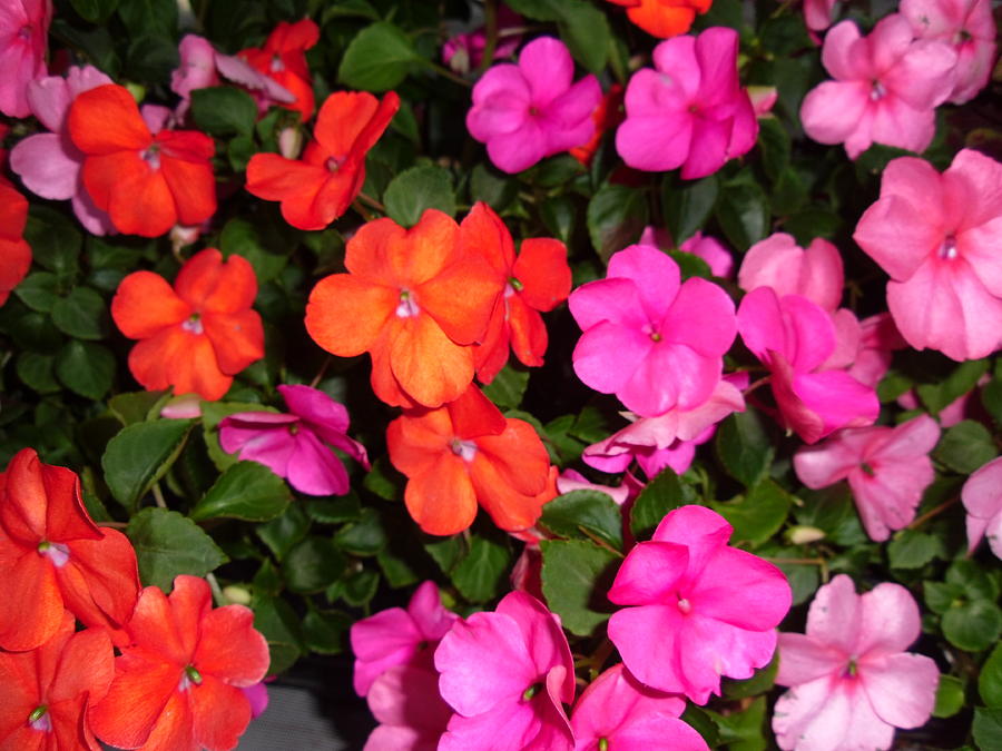 Red Impatiens Photograph by Trudy Brodkin Storace | Fine Art America