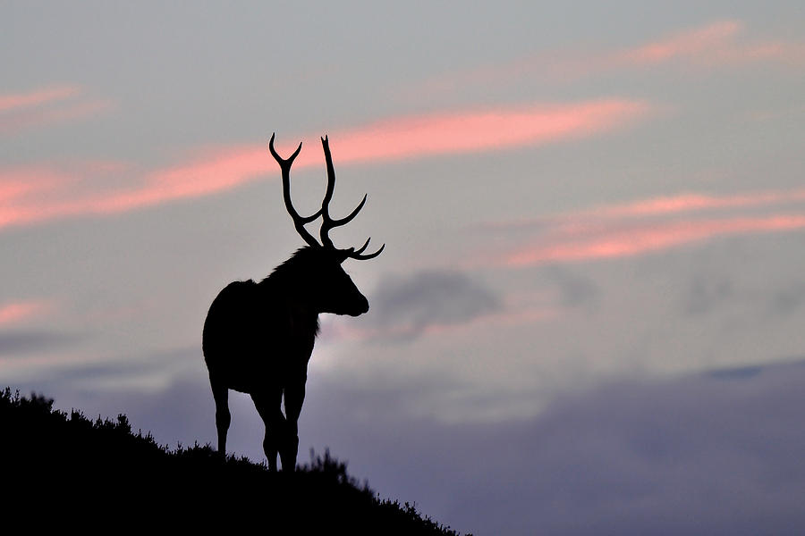     Stag silhouette Photograph by Gavin Macrae