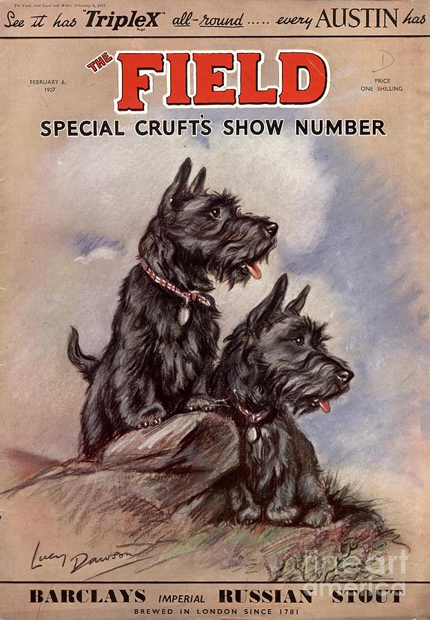 1930s Drawing -  1930s Uk Dogs by The Advertising Archives