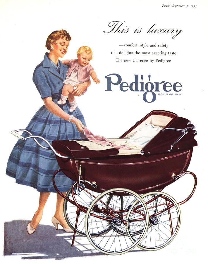1950s Drawing -  1950s Uk Babies Pedigree Prams Baby by The Advertising Archives