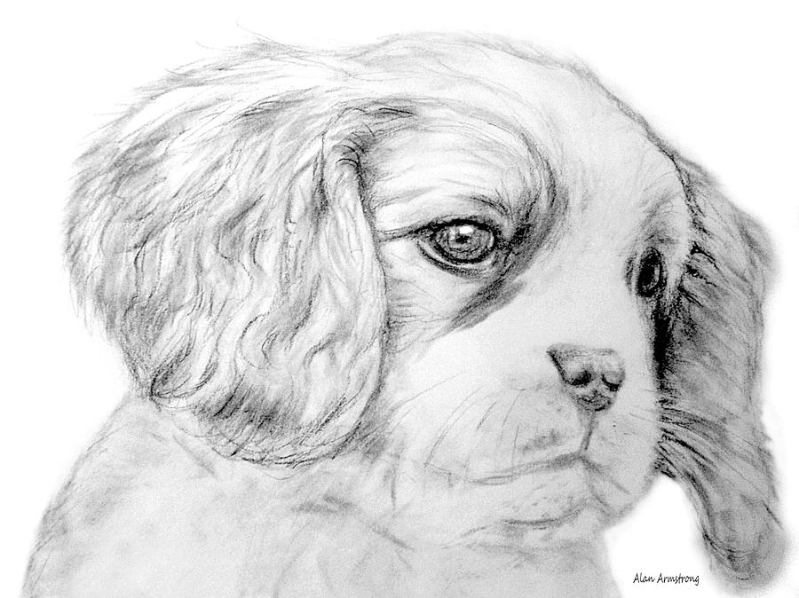 # 3 Cocker Spaniel Puppy Drawing by Alan Armstrong