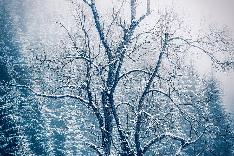 Winter Photograph - -5 by Mihai Ilie