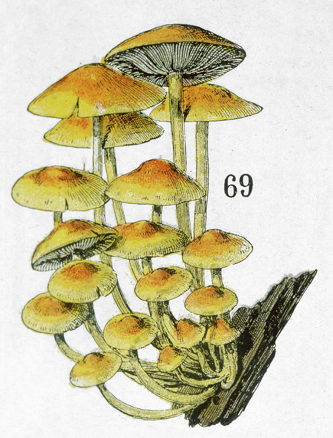 A Cluster Of Mushrooms Either Drawing by Mary Evans Picture Library