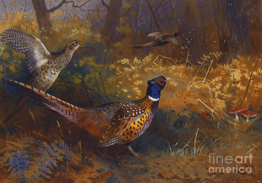  A Cock and Hen Pheasant at the Edge of a Wood Painting by Archibald Thorburn