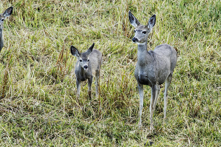  A Doe and One...No Two Fawns - Yellowstone Photograph by Belinda Greb