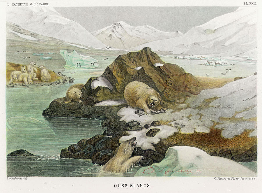 Animal Drawing -  A Group Of Polar Bears In An  Icy by Mary Evans Picture Library