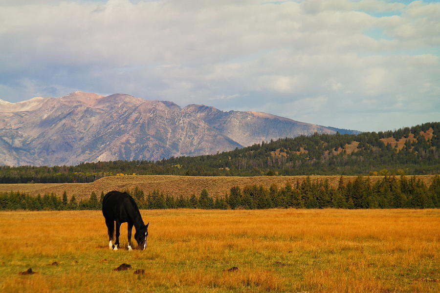  A horse in the foreground Photograph by Jeff Swan