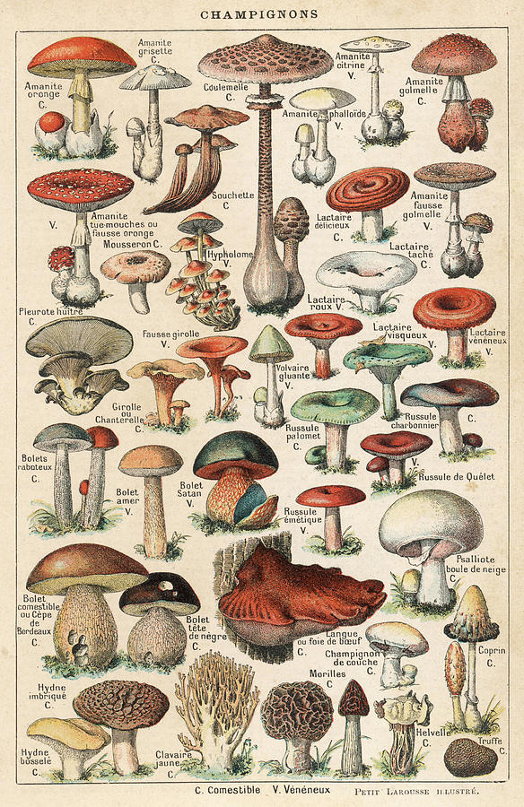 A Large Number Of Mushroom Varieties Drawing by Mary Evans Picture