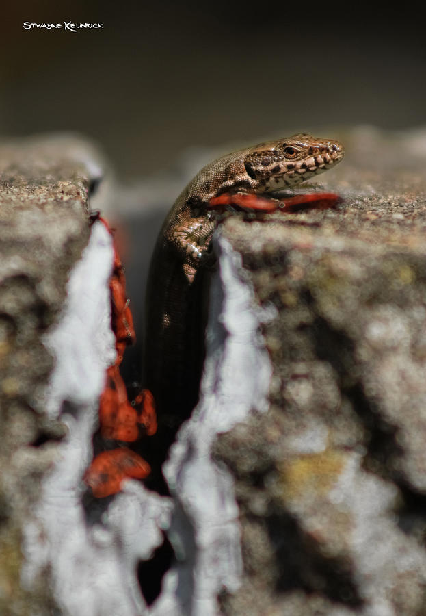Coronavirus Photograph - A lizard emerging from its hole by Stwayne Keubrick Coronavirus Photograph - A lizard emerging from its hole by Stwayne Keubrick