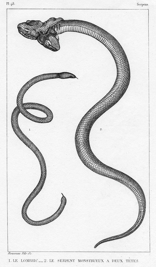 A Monstrous Snake With Two Heads Drawing by Mary Evans Picture Library