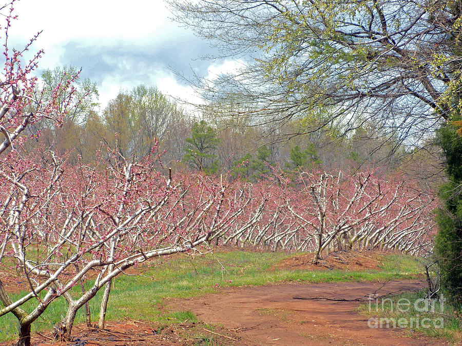  A Peach Orchard   Photograph by Lydia Holly