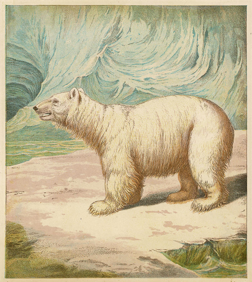 Animal Drawing -  A Polar Bear Stands In An Icy  Setting by Mary Evans Picture Library