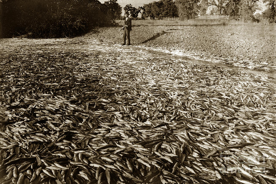 Fish Photograph -  A run of squawfish stranded in Kelsey Creek near Kelseyville Lake County April 29 1899 by Monterey County Historical Society