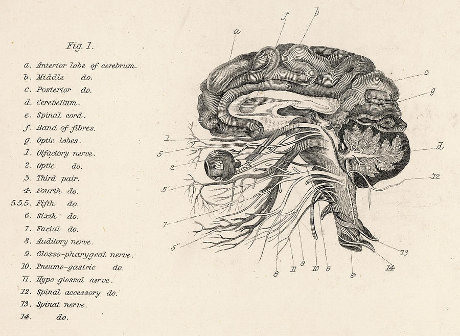 A Side View Date 19th Century Drawing by Mary Evans Picture Library ...