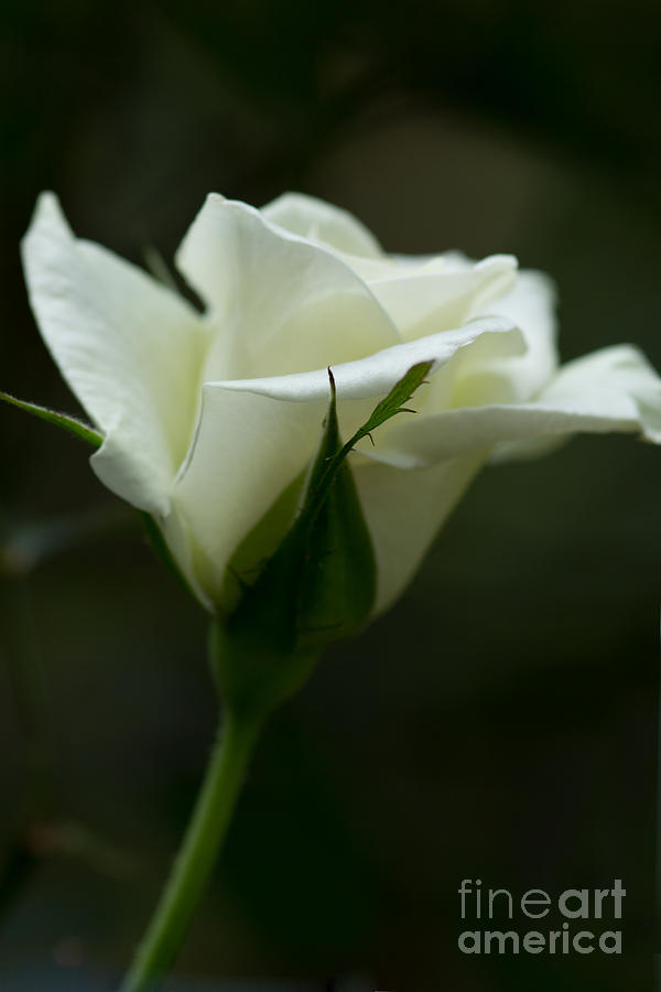 clarks white rose opening times