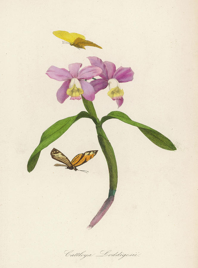 Orchid Drawing -  A Species Of Orchid         Date Circa by Mary Evans Picture Library