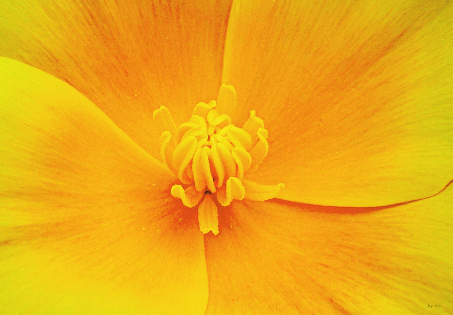 Flower Photograph -  A Study in Yellow- Centerpiece 003 by George Bostian