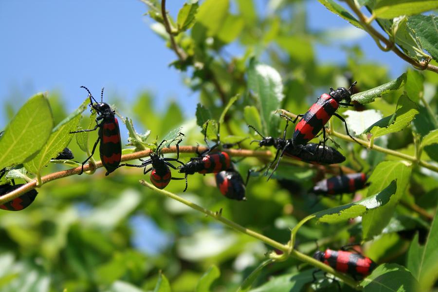  A Swarm of Red and Black Blister Beetles on Honeysuckle Photograph by Taiche Acrylic Art