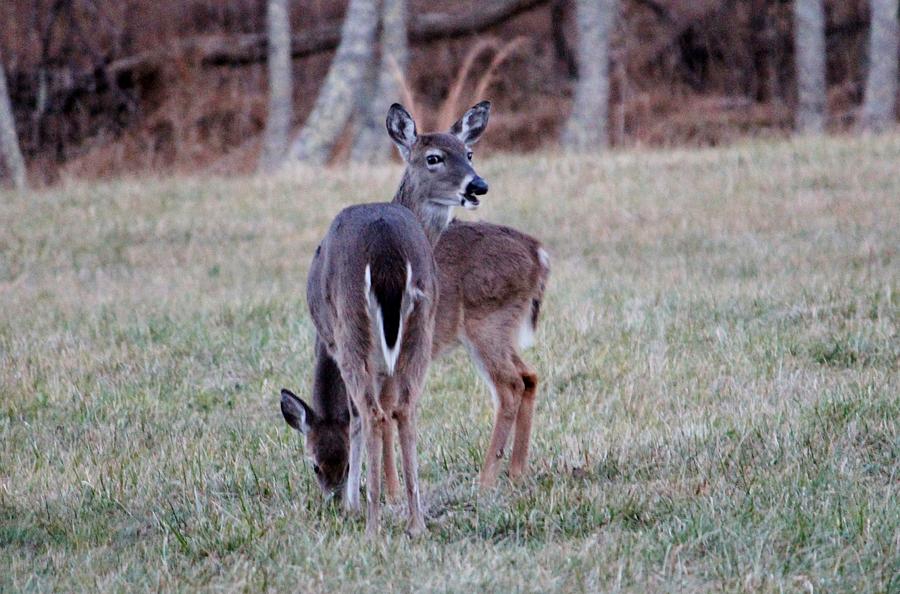 Deer Photograph -  A Watchful Eye  by Cynthia Guinn