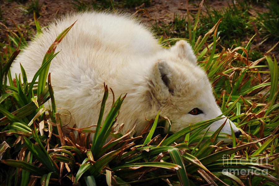  A White Fox Photograph by Mindy Bench