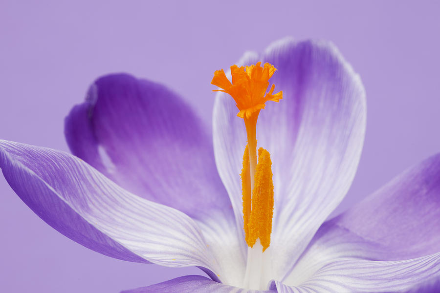 Crocus Photograph - Abstract Purple Crocus by Gillian Dernie Crocus Photograph - Abstract Purple Crocus by Gillian Dernie