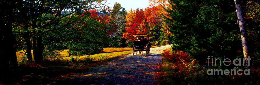  Acadia national park carriage trail fall  Photograph by Tom Jelen