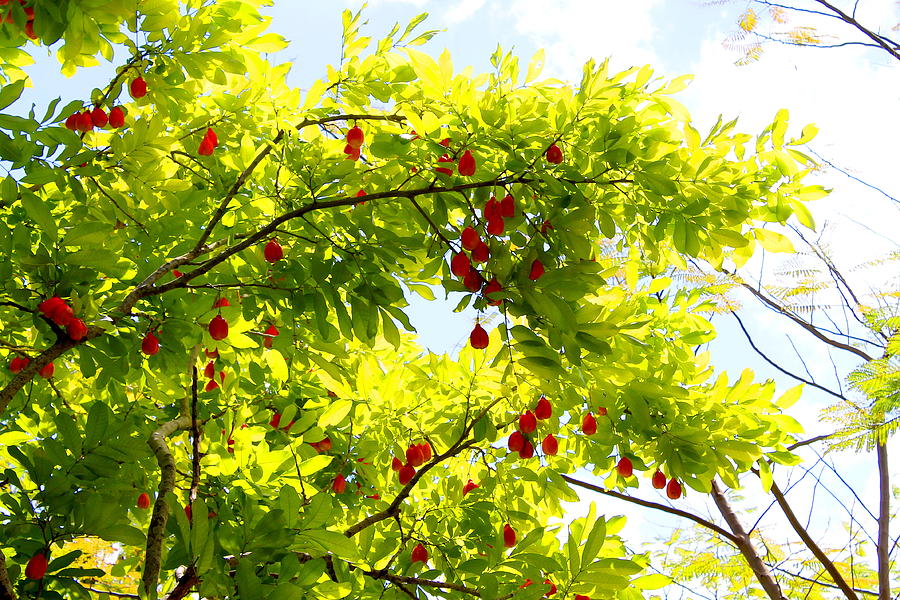  Ackee Tree Jamaica Photograph by Debbie Levene
