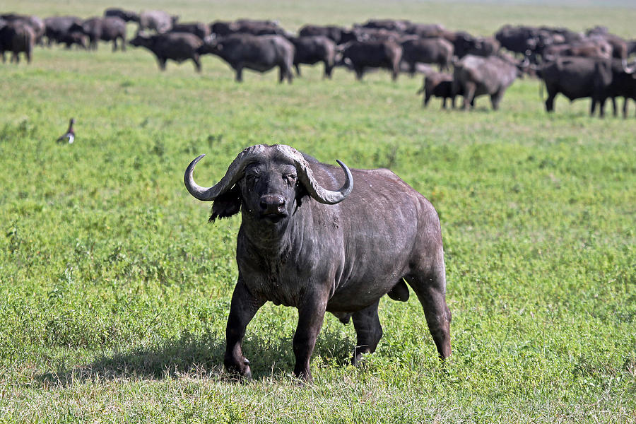  African Buffalo on Guard Photograph by Tony Murtagh