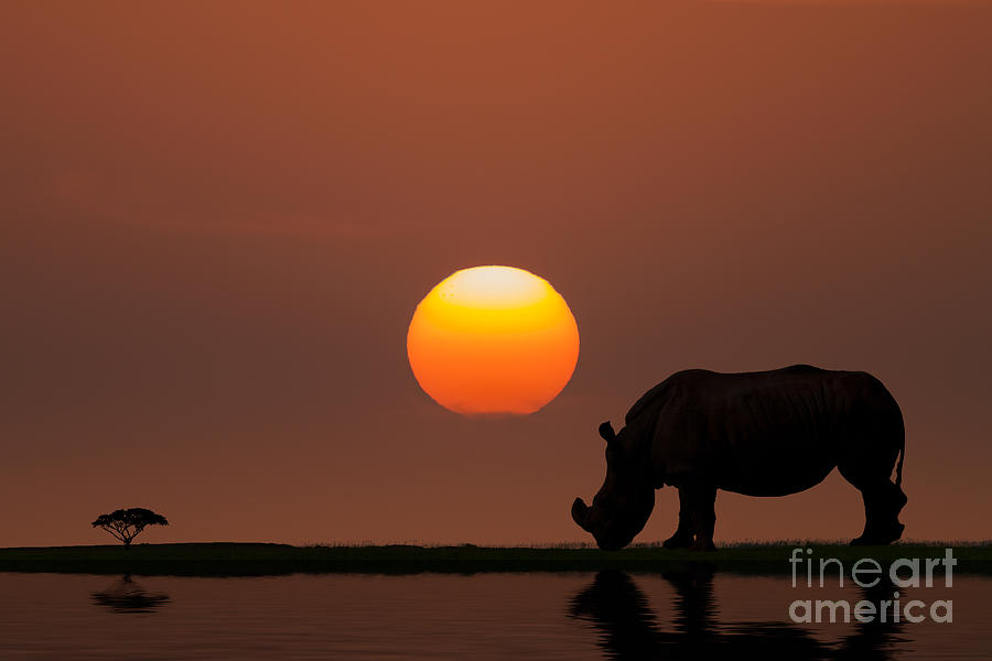 Wildlife Photograph -  African Sunset by Bahadir Yeniceri