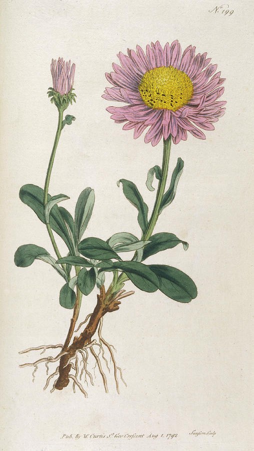 Alpine Aster Date 1793 Drawing by Mary Evans Picture Library - Pixels